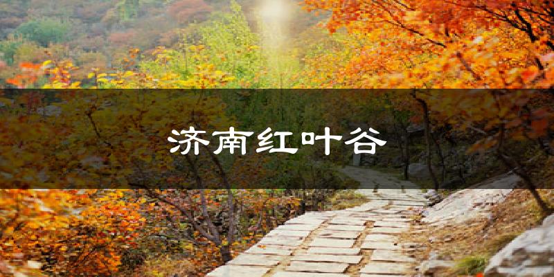 济南红叶谷今日天气
