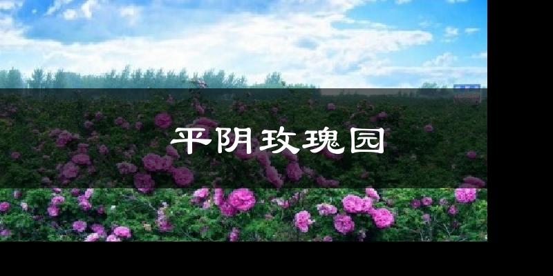 平阴玫瑰园气温