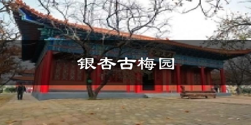 银杏古梅园今日天气