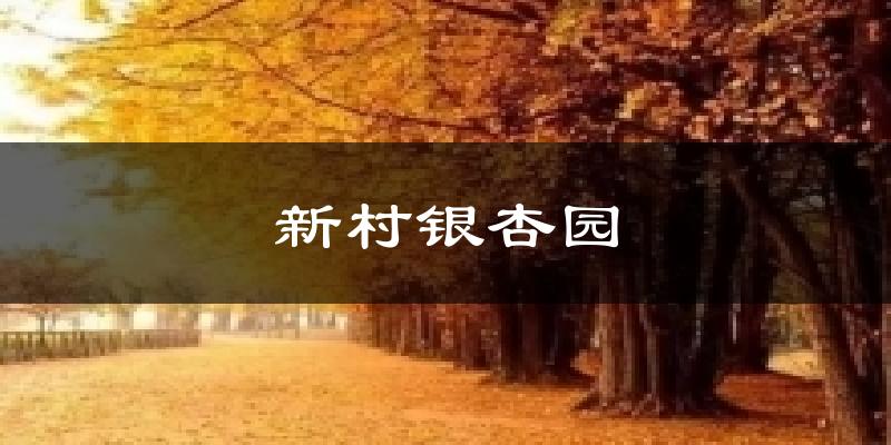 新村银杏园今日天气