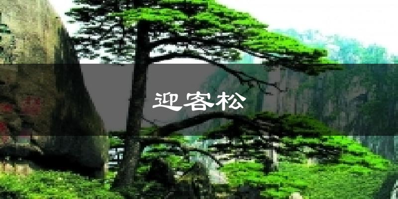 迎客松今日天气