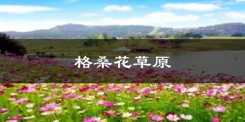 格桑花草原气温