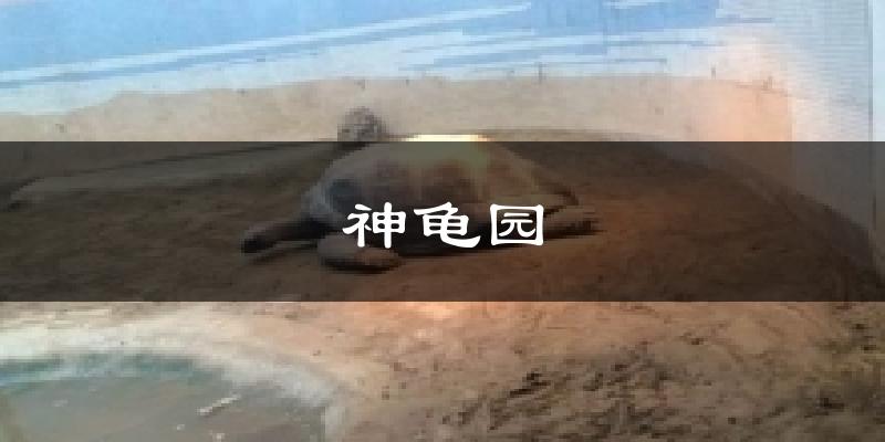神龟园今日天气