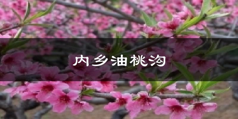 内乡油桃沟气温