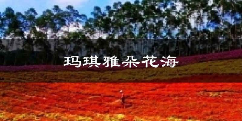 玛琪雅朵花海气温