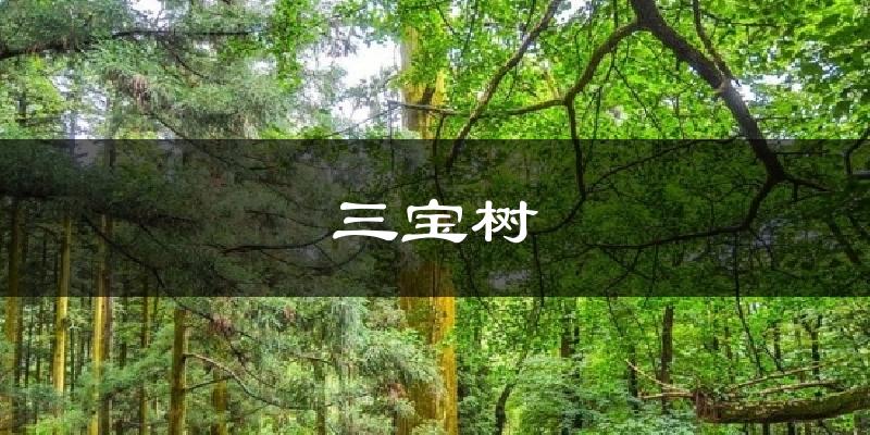 三宝树今日天气