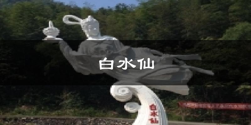 白水仙气温