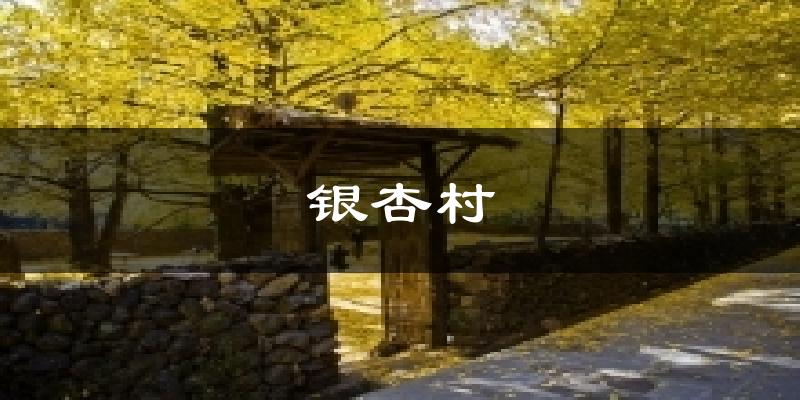 银杏村气温