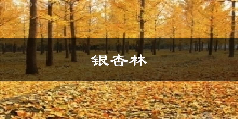 银杏林气温